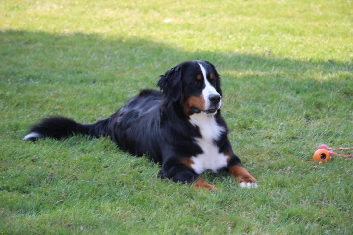 Rosie du Manoir Des Espiguettes