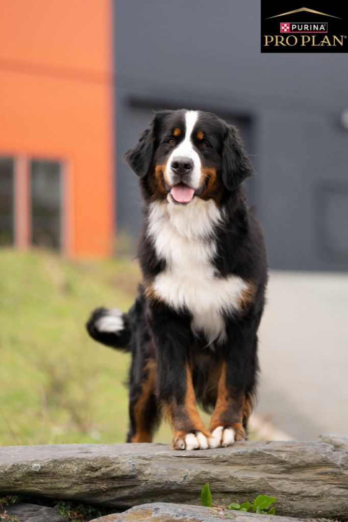Utah beach De La Forêt Des Noisettes