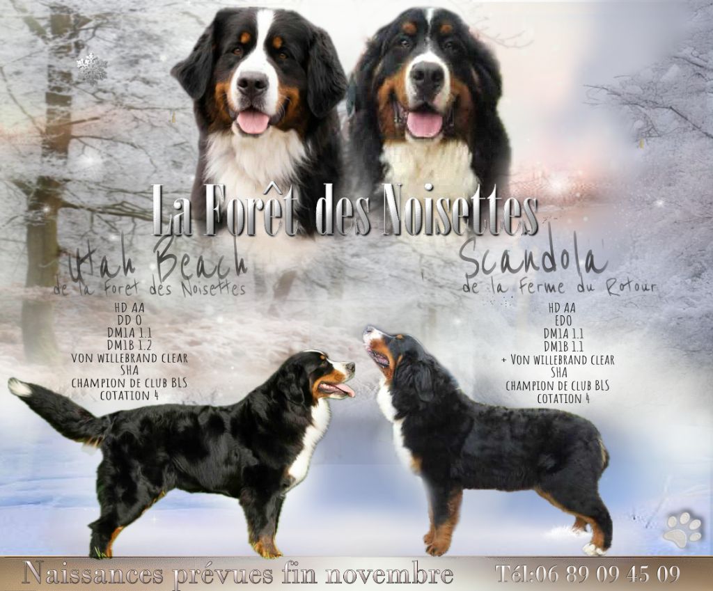 Superbe portée à venir