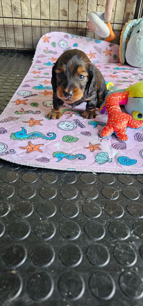 De La Forêt Des Noisettes - Chiots disponibles - Teckel poil long