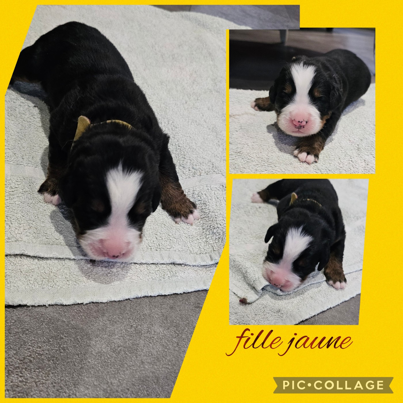 De La Forêt Des Noisettes - Chiots disponibles - Bouvier Bernois