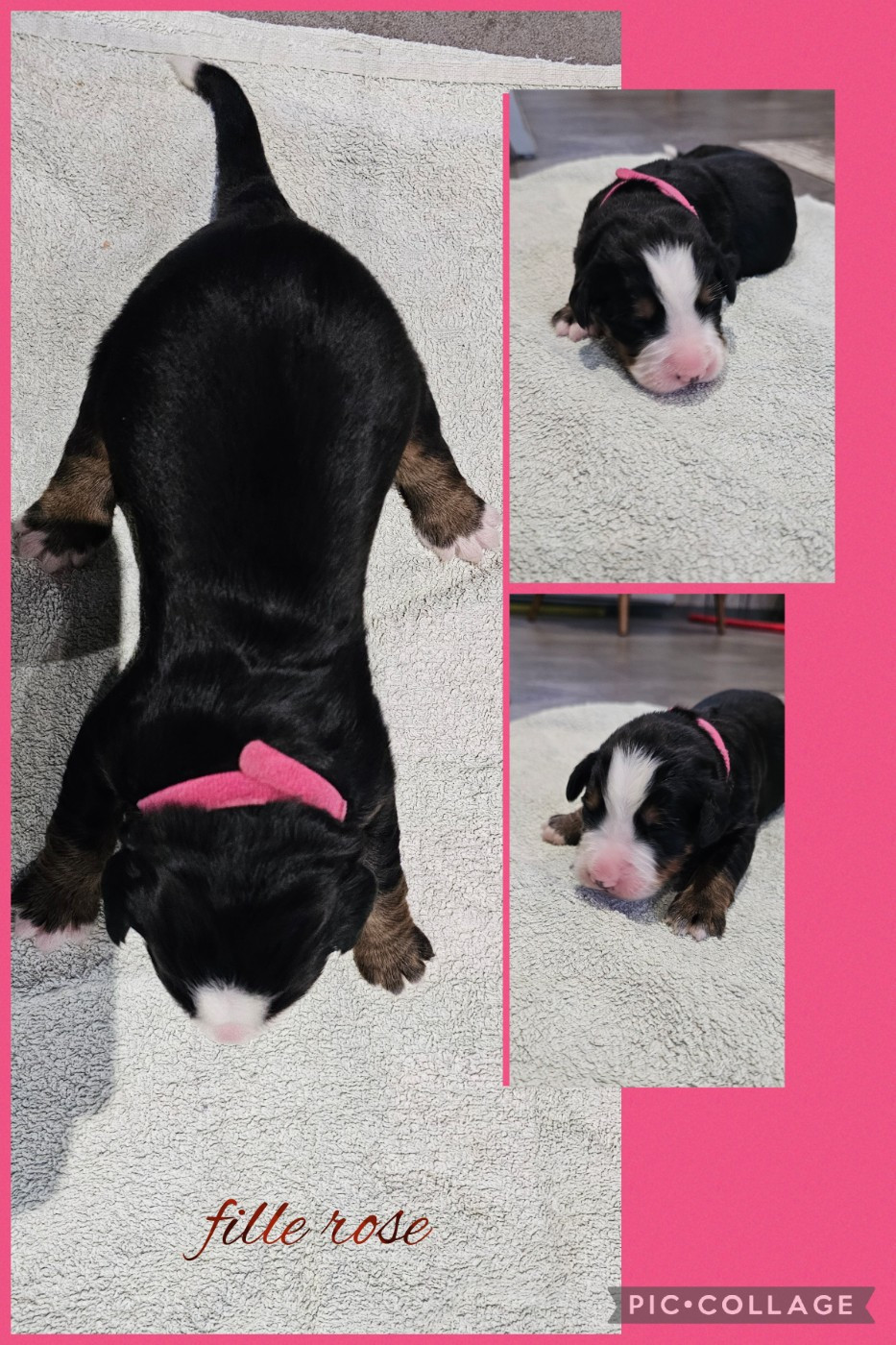 De La Forêt Des Noisettes - Chiots disponibles - Bouvier Bernois