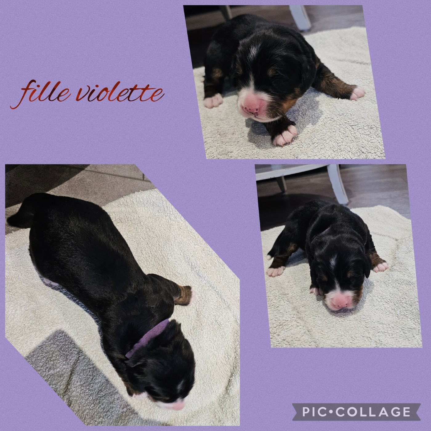 De La Forêt Des Noisettes - Chiots disponibles - Bouvier Bernois