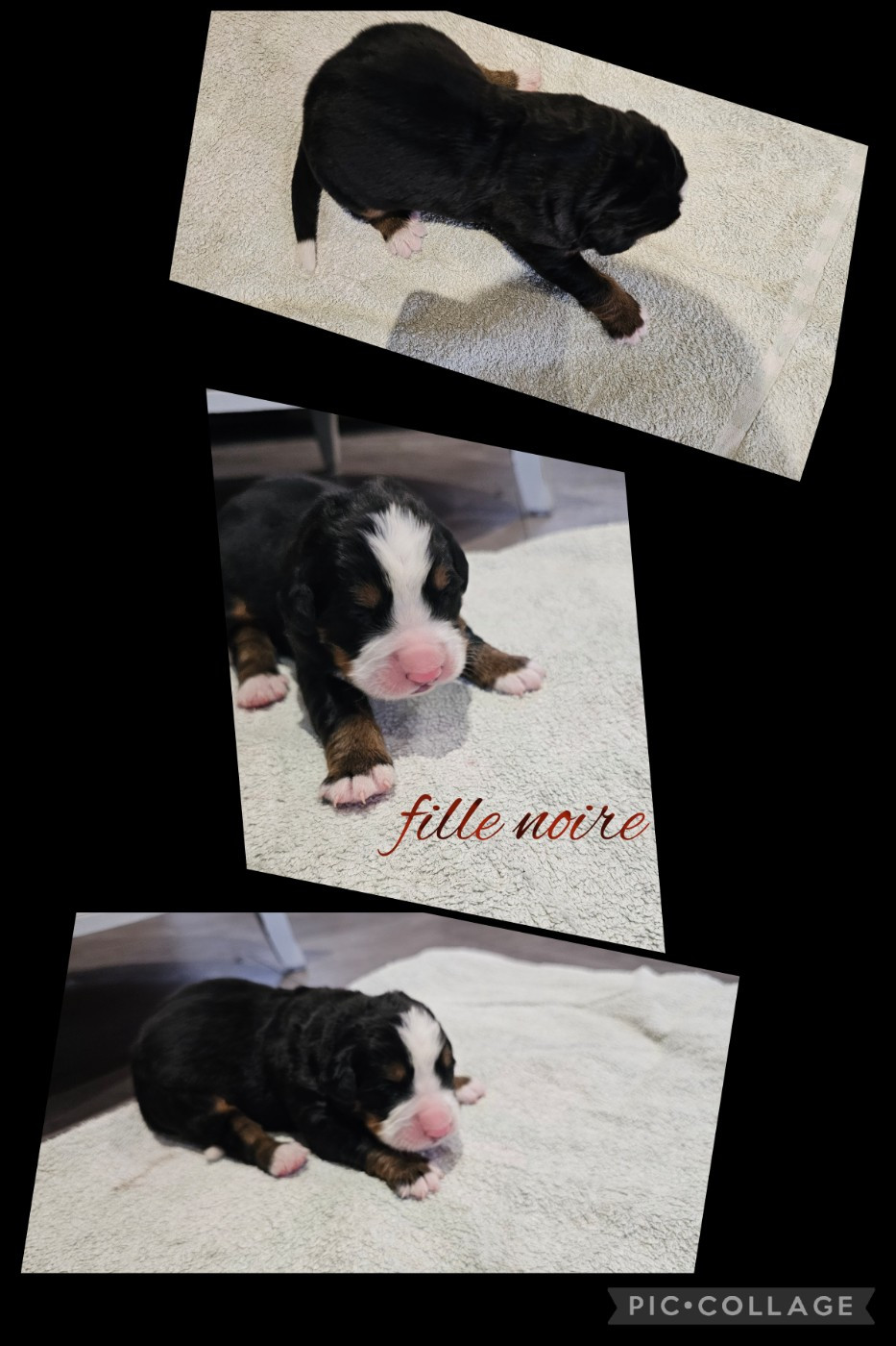 De La Forêt Des Noisettes - Chiots disponibles - Bouvier Bernois