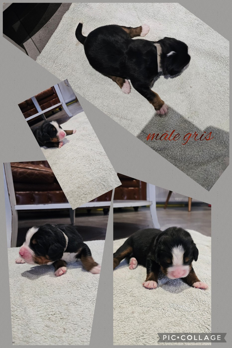 De La Forêt Des Noisettes - Chiots disponibles - Bouvier Bernois