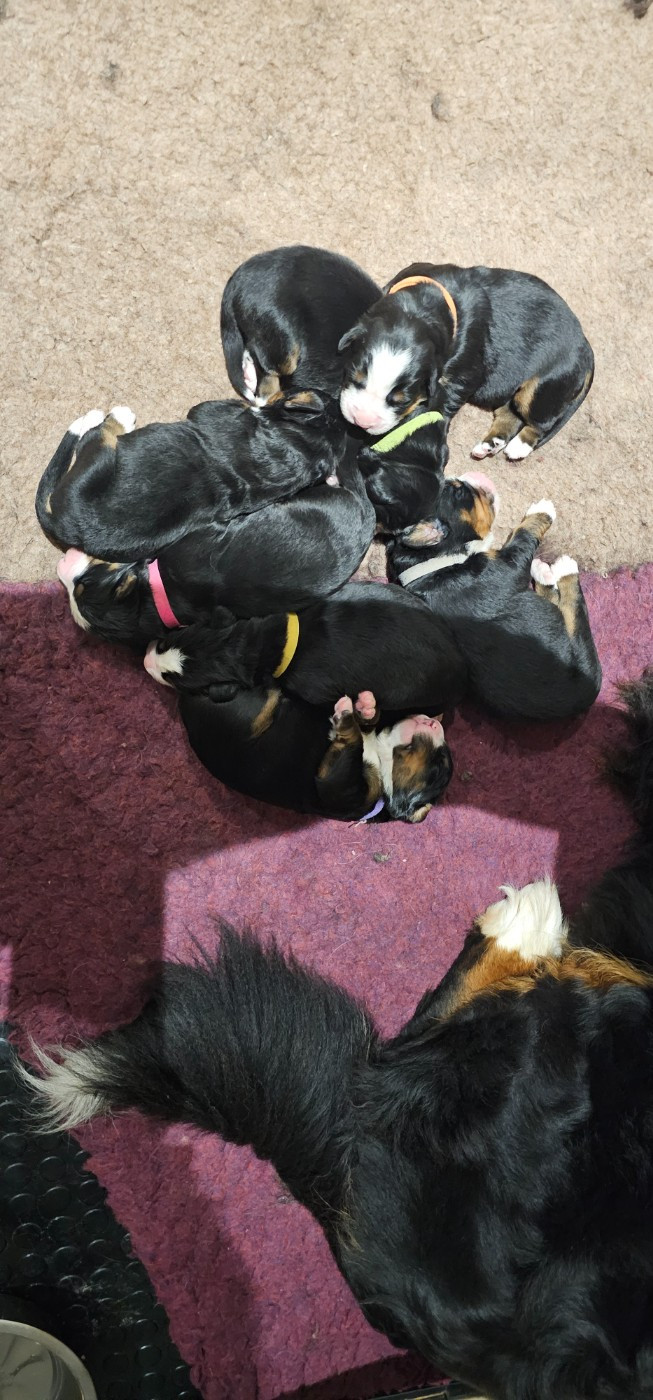 Chiot Bouvier Bernois De La Forêt Des Noisettes