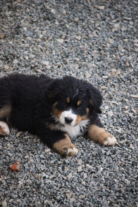 De La Forêt Des Noisettes - Chiots disponibles - Bouvier Bernois