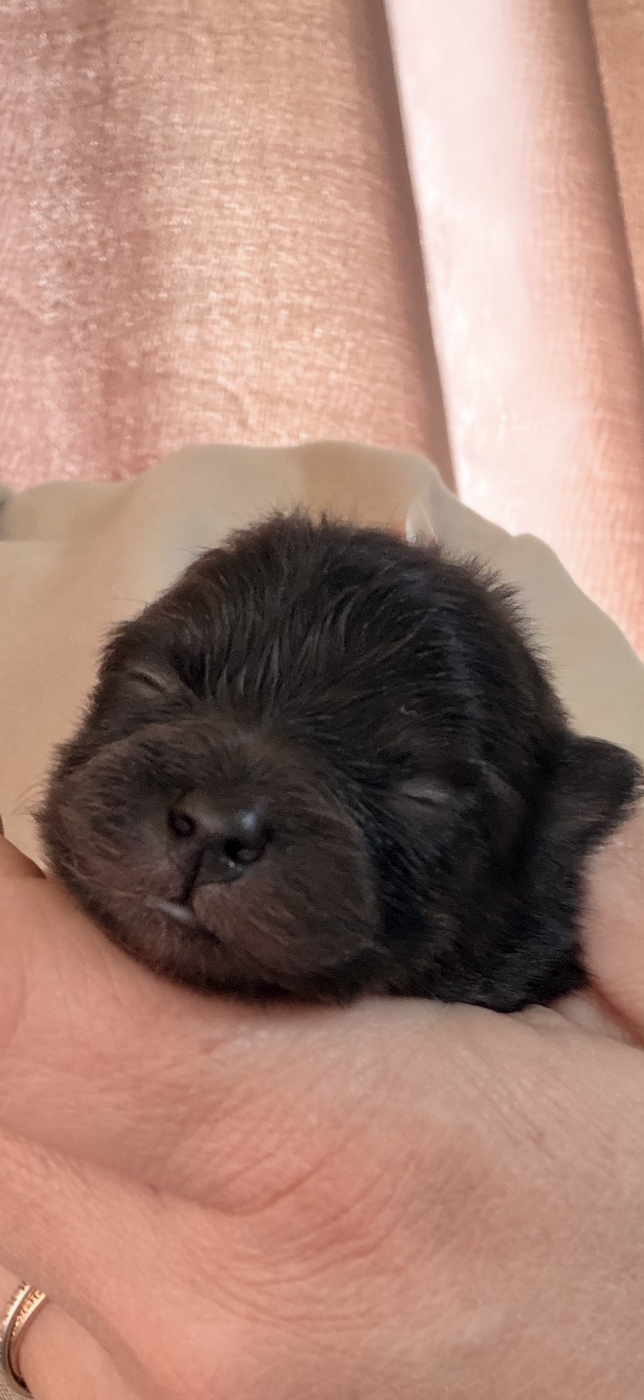 Chiot Spitz allemand De La Forêt Des Noisettes