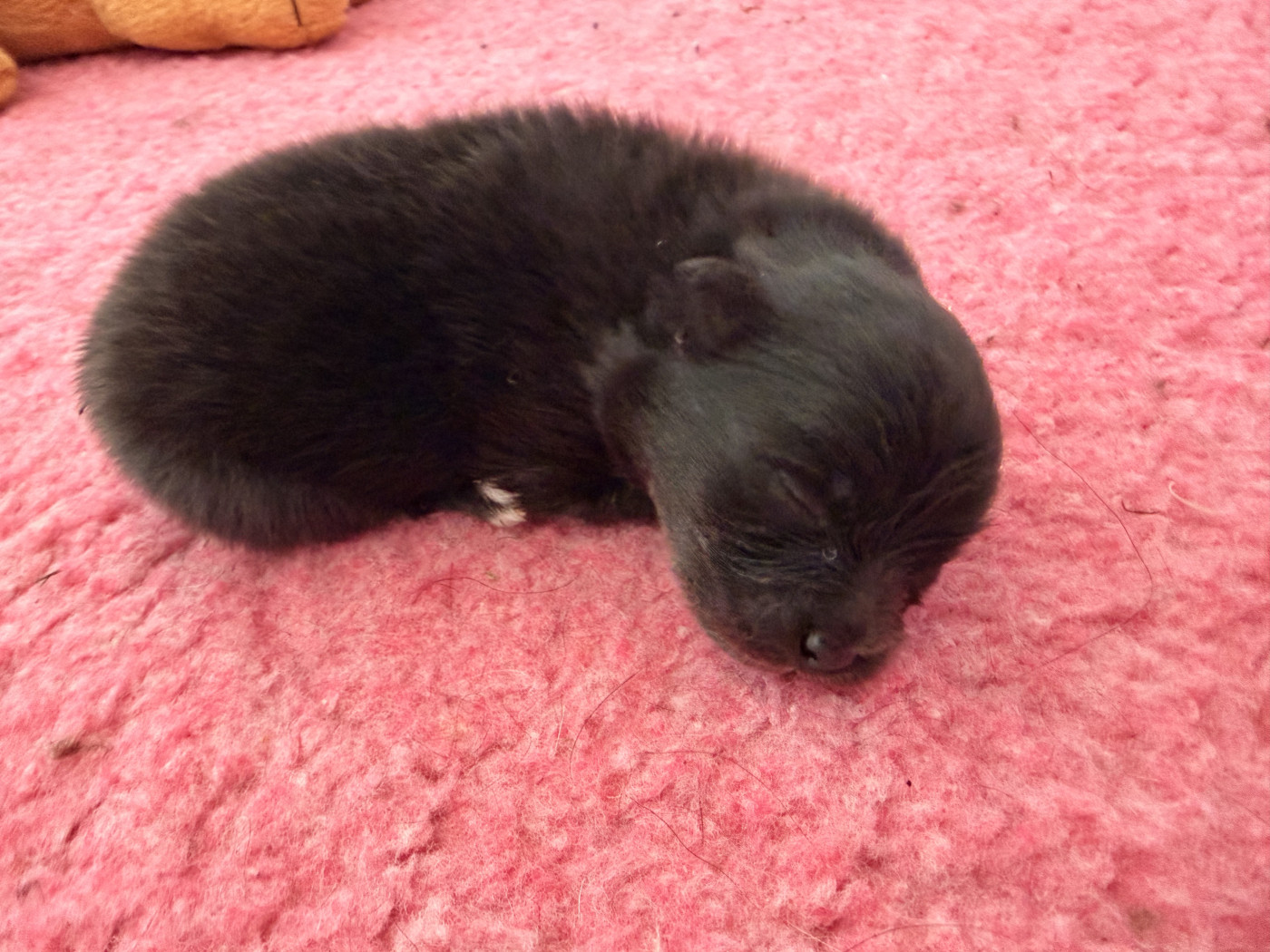 De La Forêt Des Noisettes - Chiots disponibles - Spitz allemand