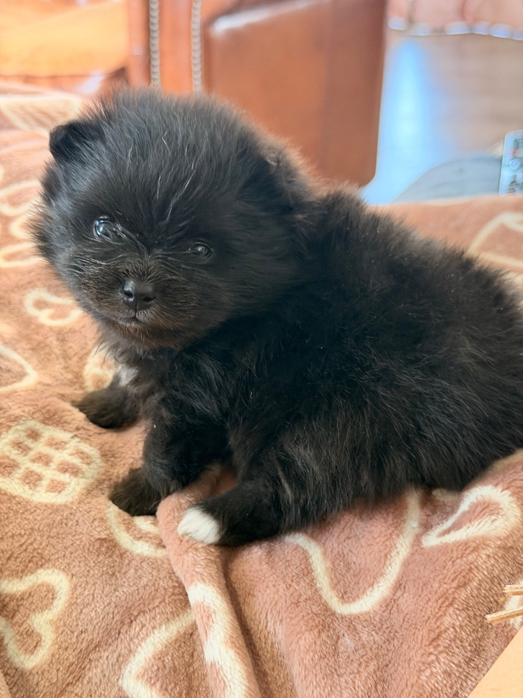 De La Forêt Des Noisettes - Chiots disponibles - Spitz allemand