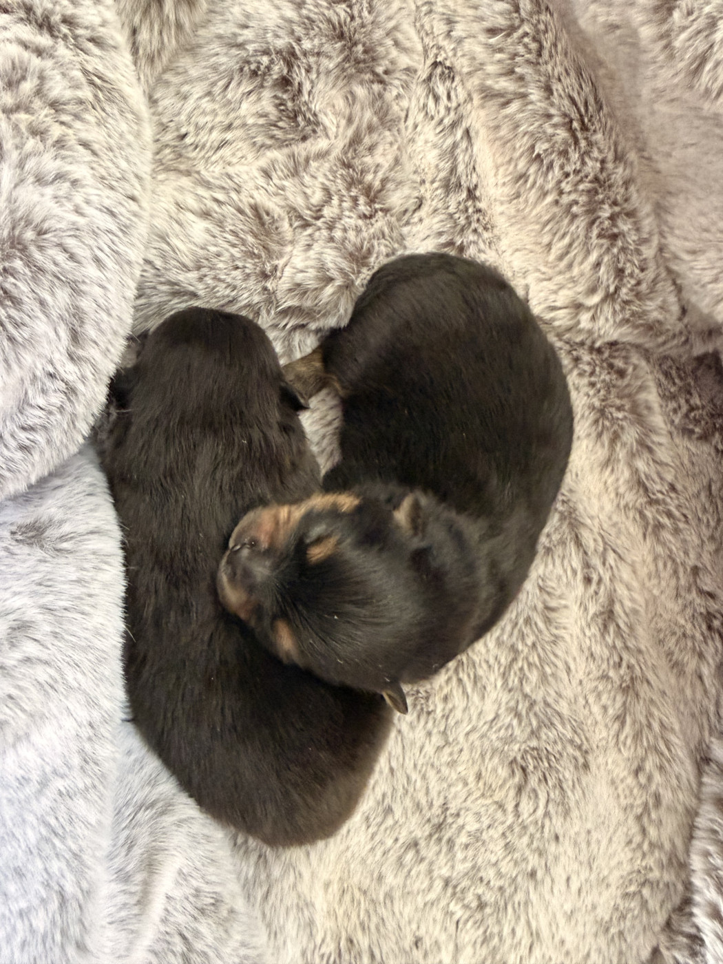 De La Forêt Des Noisettes - Chiots disponibles - Spitz allemand