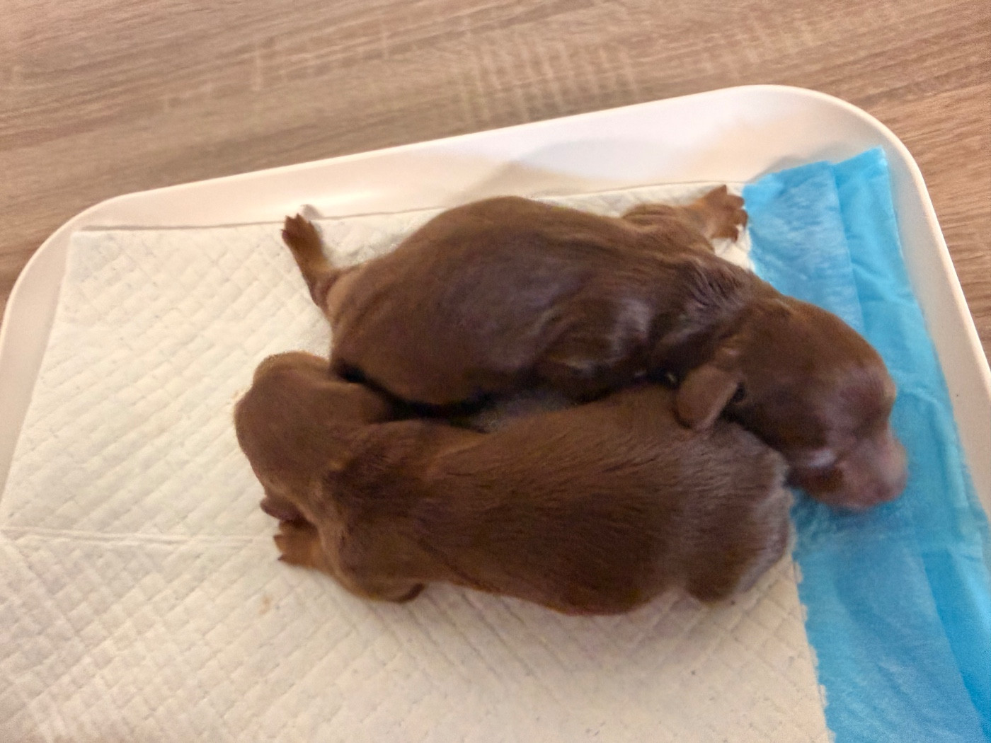 De La Forêt Des Noisettes - Chiots disponibles - Teckel poil long
