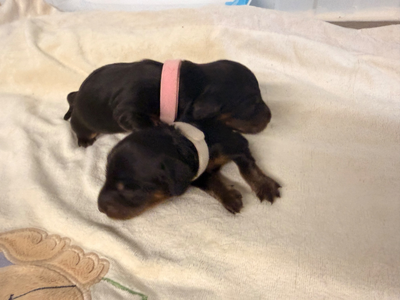 De La Forêt Des Noisettes - Chiots disponibles - Teckel poil long