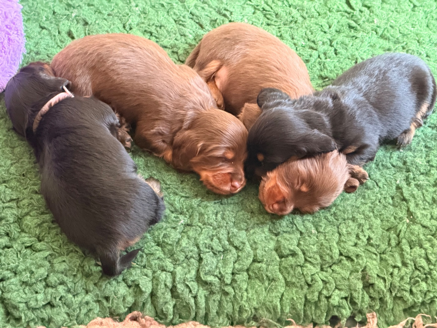 Chiot Teckel poil long De La Forêt Des Noisettes