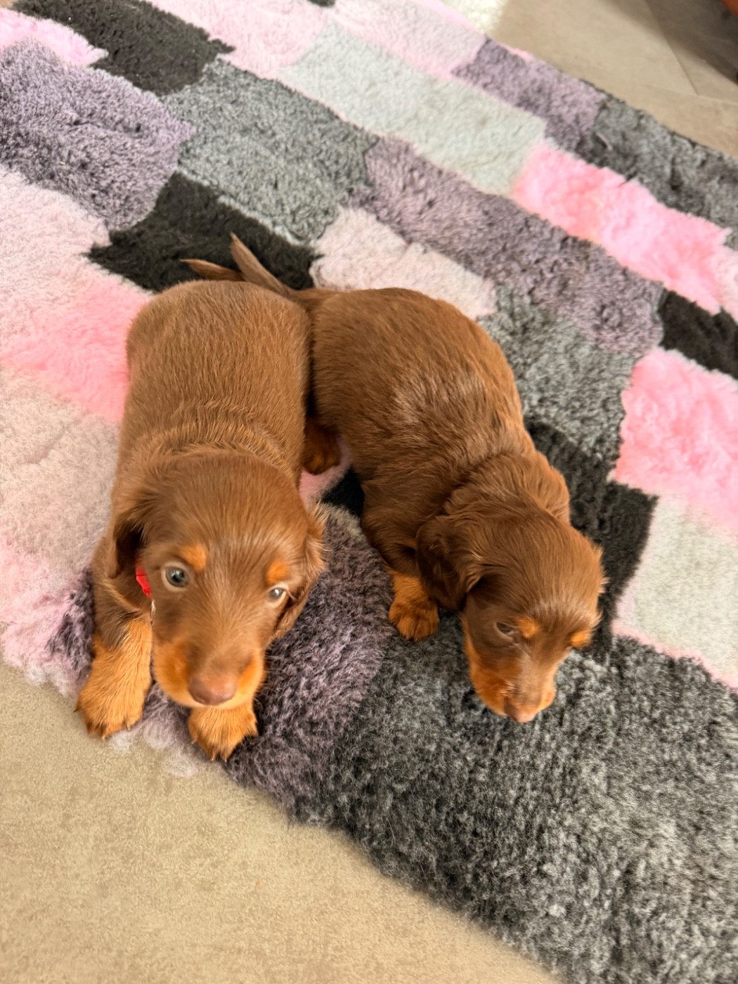 De La Forêt Des Noisettes - Chiots disponibles - Teckel poil long
