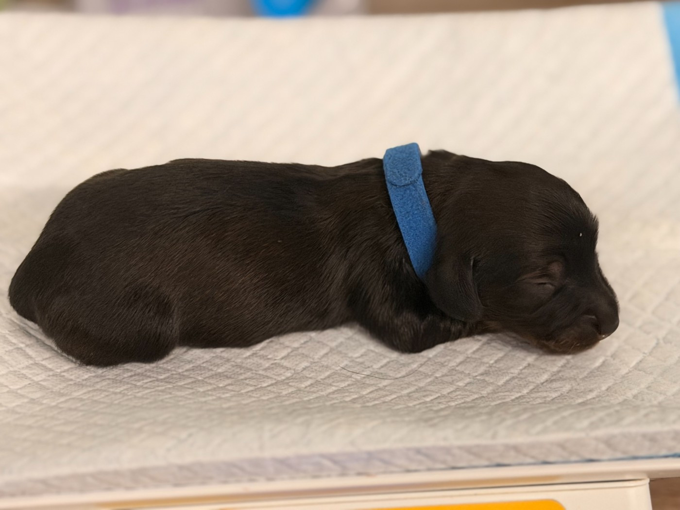De La Forêt Des Noisettes - Chiots disponibles - Teckel poil long