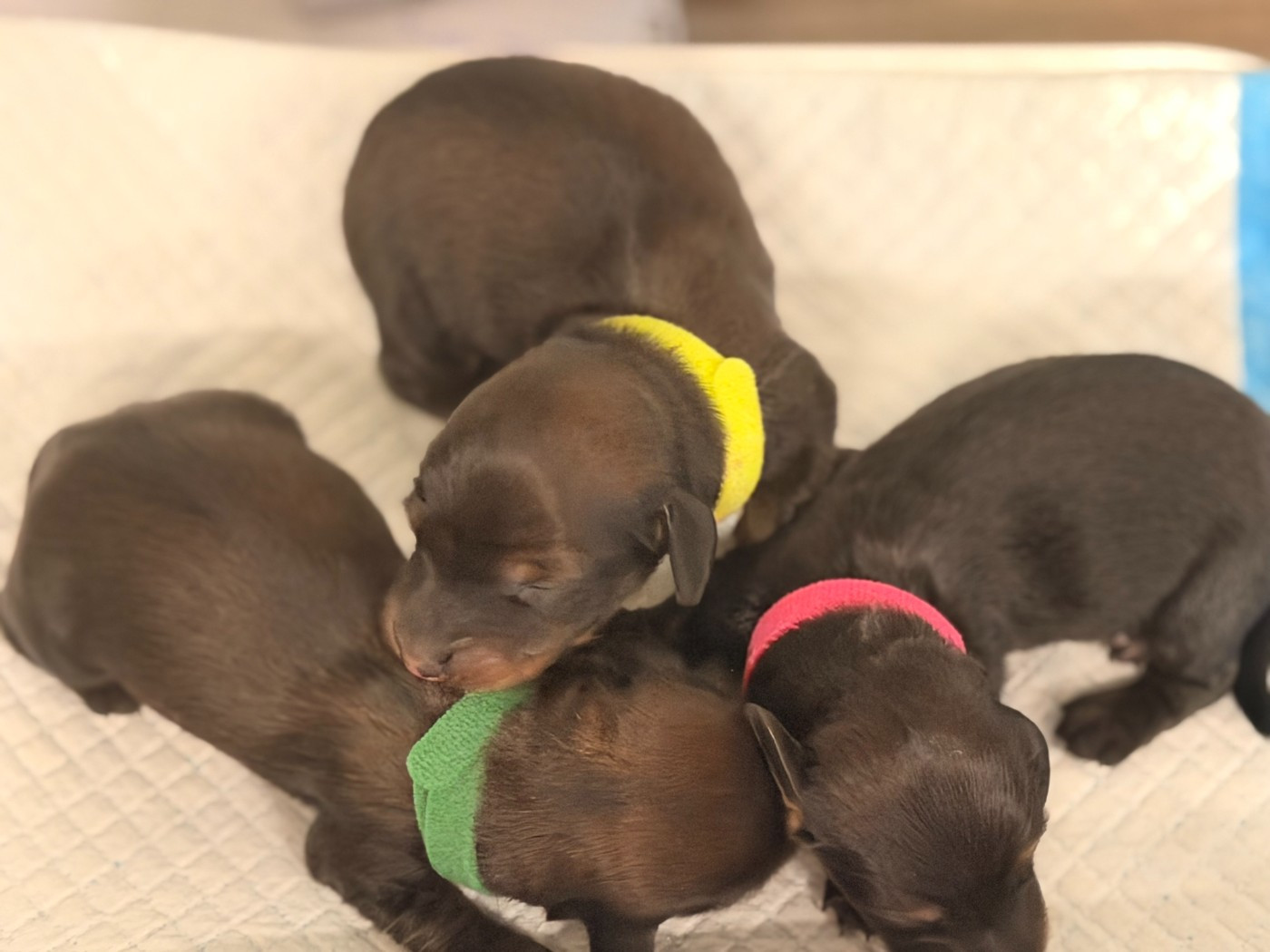 De La Forêt Des Noisettes - Chiots disponibles - Teckel poil long