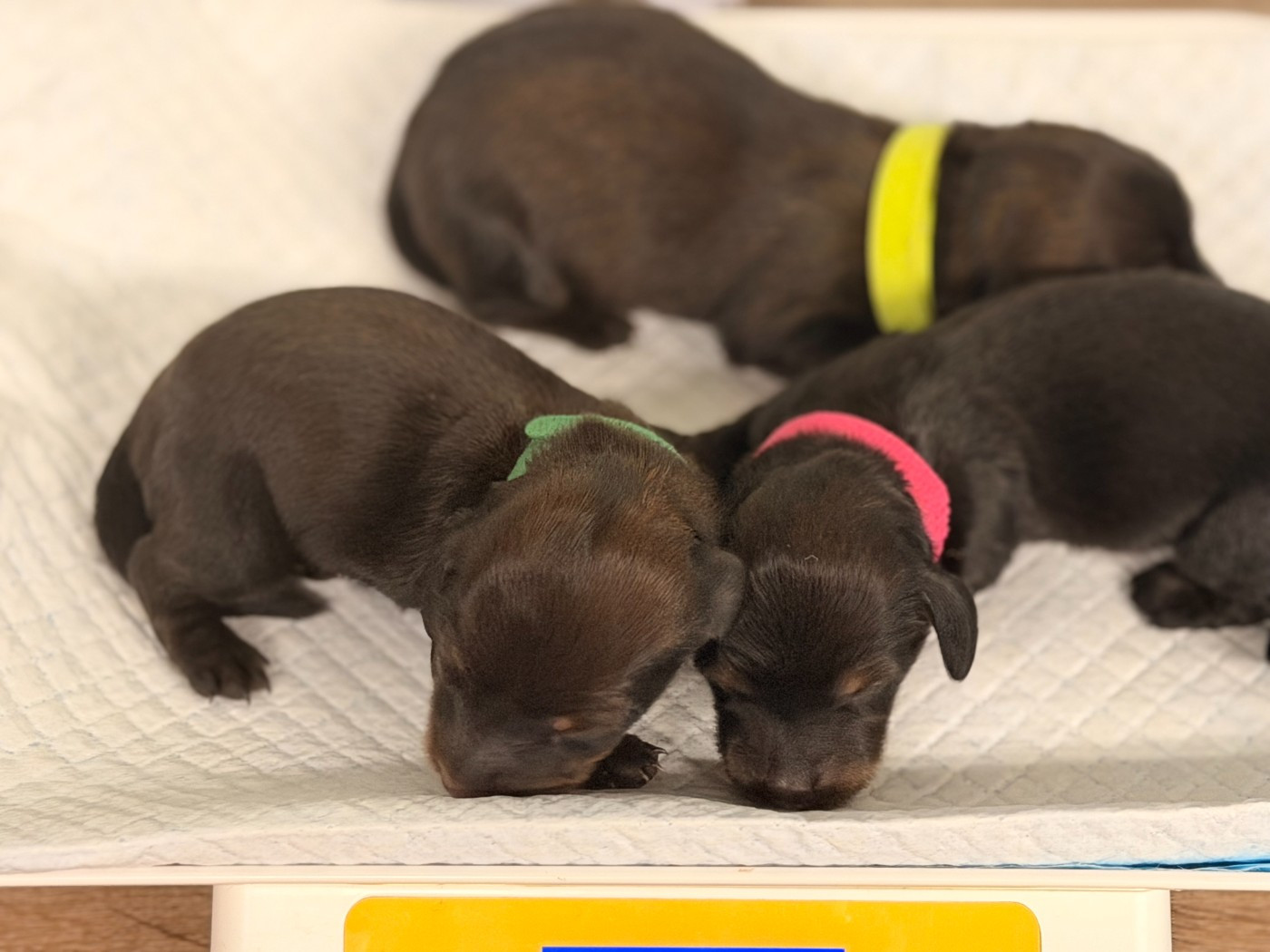 De La Forêt Des Noisettes - Chiots disponibles - Teckel poil long
