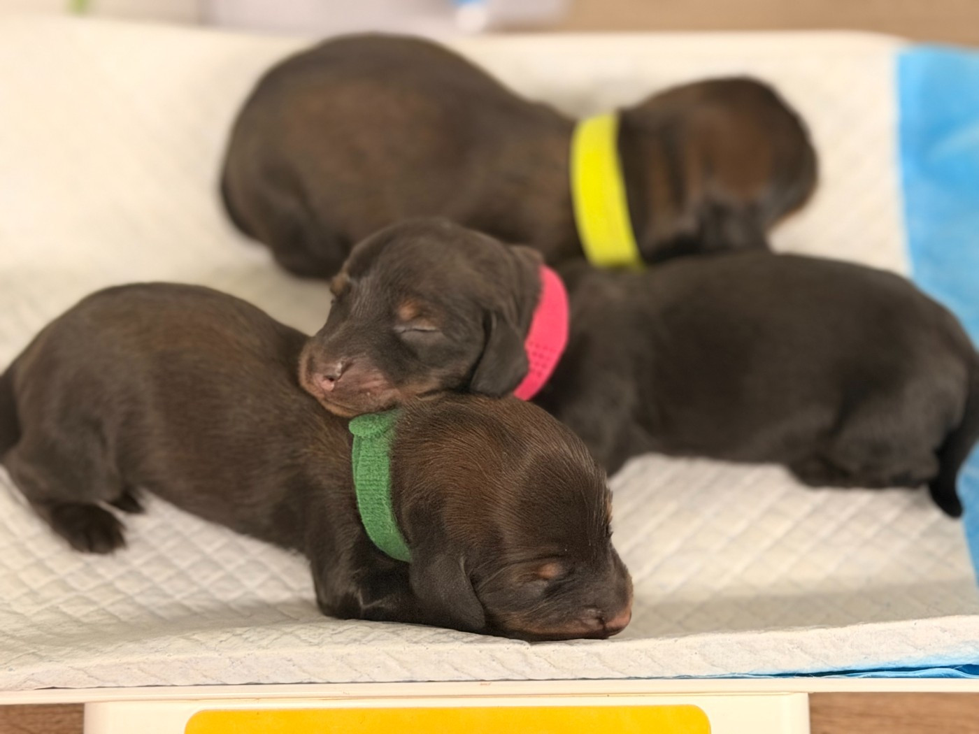 De La Forêt Des Noisettes - Chiots disponibles - Teckel poil long