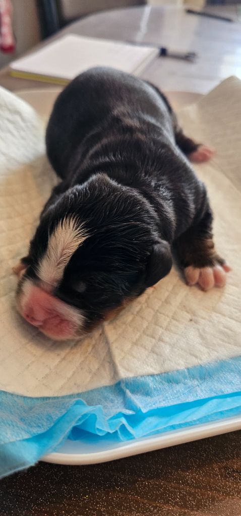 De La Forêt Des Noisettes - Chiots disponibles - Bouvier Bernois