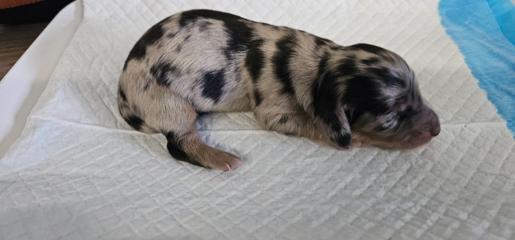 De La Forêt Des Noisettes - Chiots disponibles - Teckel poil long