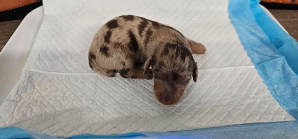 De La Forêt Des Noisettes - Chiots disponibles - Teckel poil long