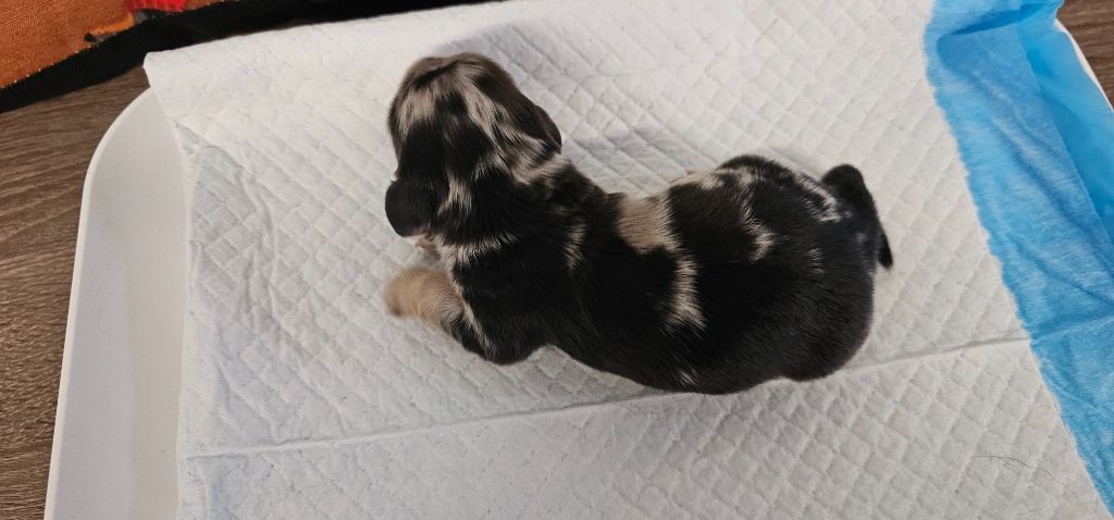De La Forêt Des Noisettes - Chiots disponibles - Teckel poil long