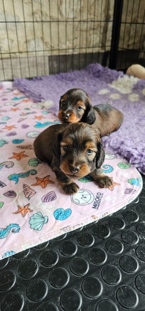 De La Forêt Des Noisettes - Chiots disponibles - Teckel poil long
