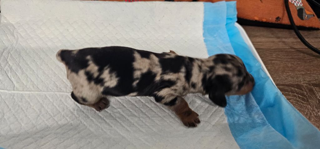 De La Forêt Des Noisettes - Chiots disponibles - Teckel poil long