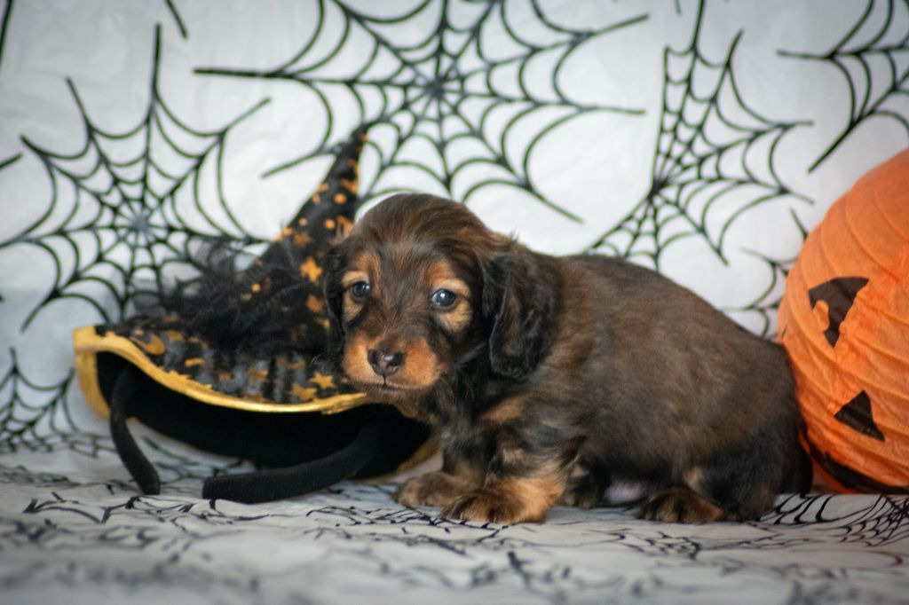 De La Forêt Des Noisettes - Chiots disponibles - Teckel poil long
