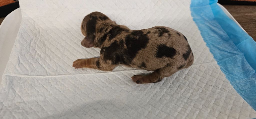 De La Forêt Des Noisettes - Chiots disponibles - Teckel poil long