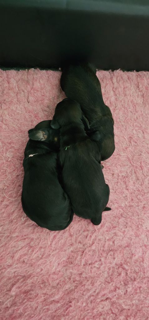 Chiot Teckel poil long De La Forêt Des Noisettes